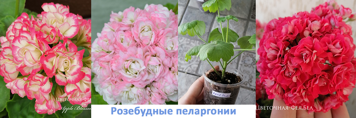 Розебудные пеларгонии