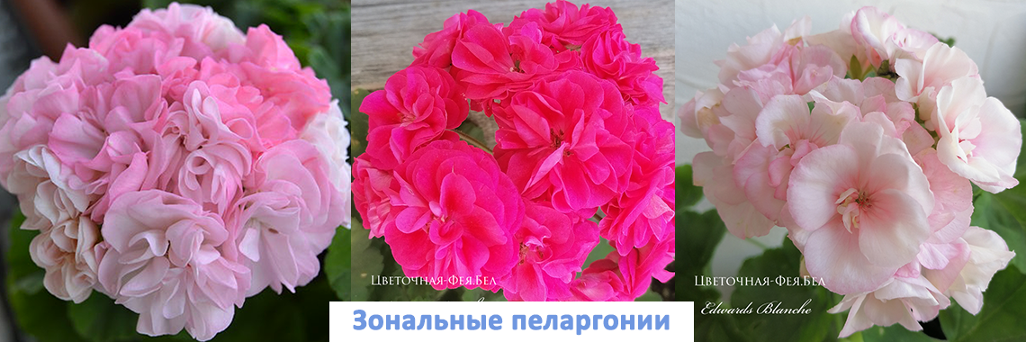 Зональные пеларгонии