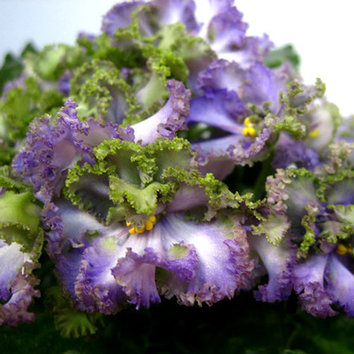 Фиалка АВ-Лягушонок Фиалка АВ-Лягушонок