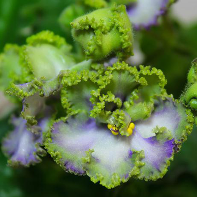 Фиалка АВ-Лягушонок Фиалка АВ-Лягушонок