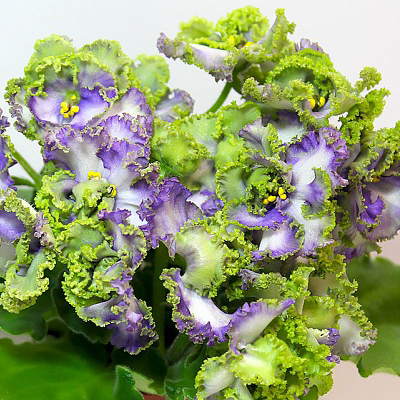 Фиалка АВ-Лягушонок