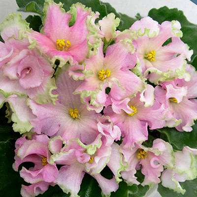 Фиалка АВ-Солнце клёш