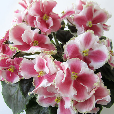 Фиалка КО-Орловчанка Фиалка КО-Орловчанка