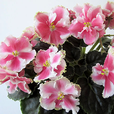 Фиалка КО-Орловчанка Фиалка КО-Орловчанка