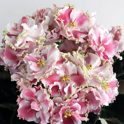 Фиалка КО-Орловчанка Фиалка КО-Орловчанка