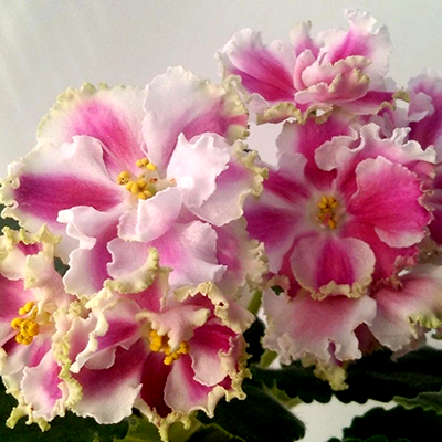 Фиалка КО-Орловчанка Фиалка КО-Орловчанка