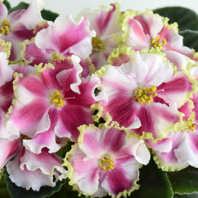 Фиалка КО-Орловчанка