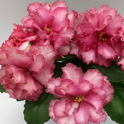 Фиалка KZ-Медовый месяц