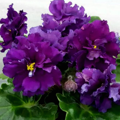 Фиалка ЛФ-Лилия