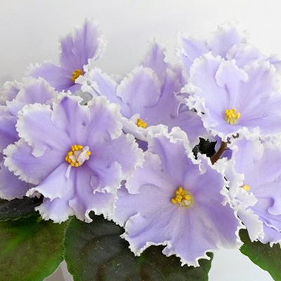 Фиалка РМ-Легкий бриз