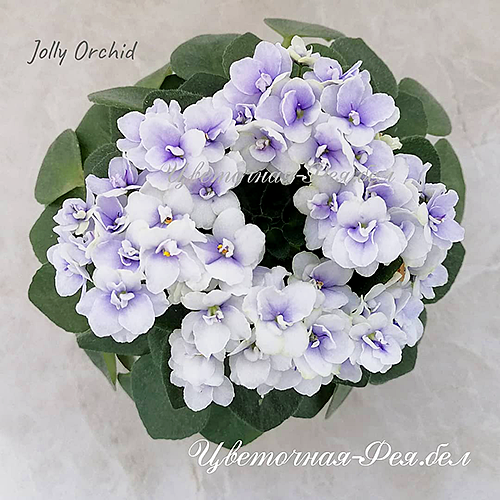 Jolly orchid фиалка фото и описание