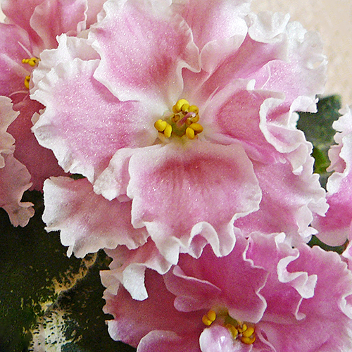 Фиалка розовая с белой каймой фото