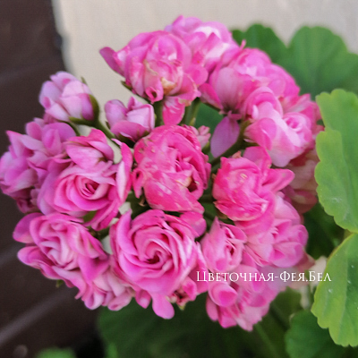 Пеларгония Australien Pink Rosebud
