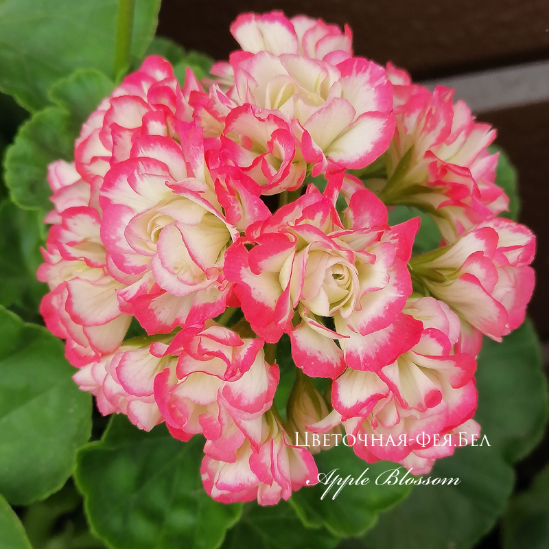 Пеларгония Apple Blossom Rosebud