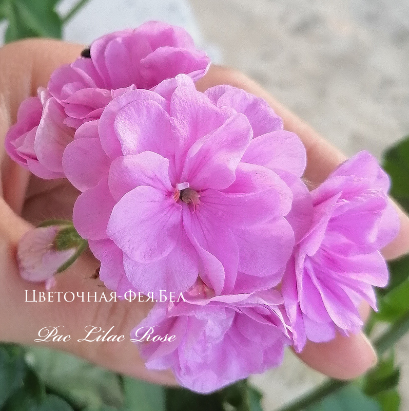 Пеларгония Pac Lilac Rose