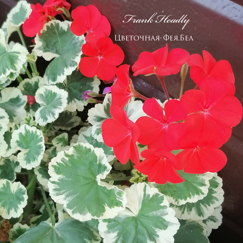 Пеларгония Frank Headly