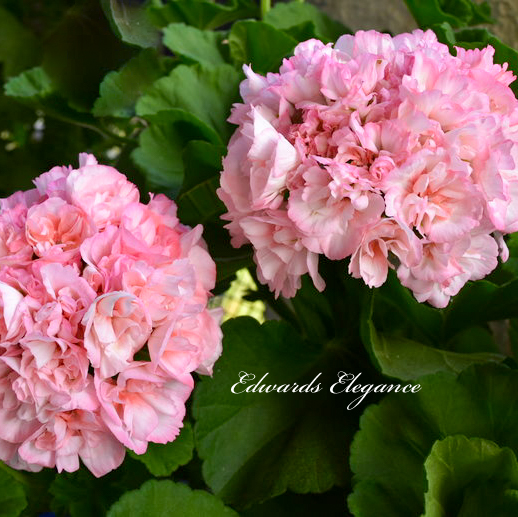 Пеларгония Edwards Elegance