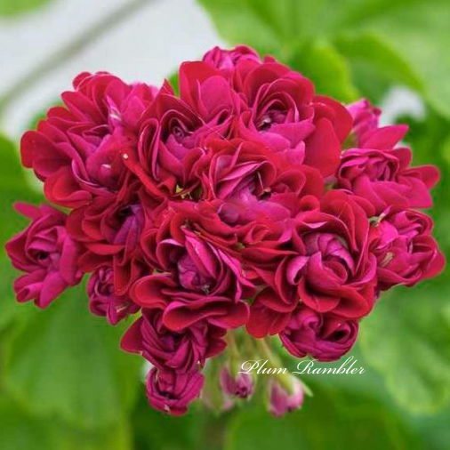 Пеларгония Plum Rambler