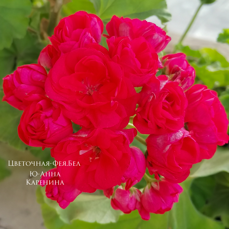 Пеларгония Ю-Анна Каренина