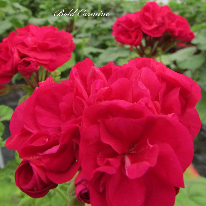 Пеларгония Bold Carmine