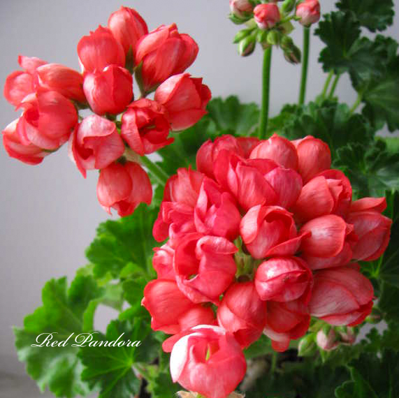 Пеларгония Red Pandora